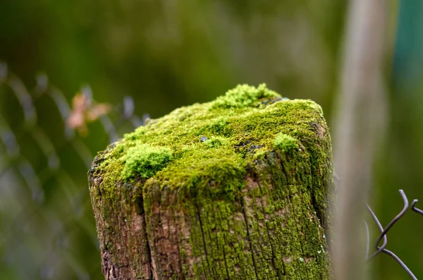 苔に覆われた木柱の写真 — ストック写真