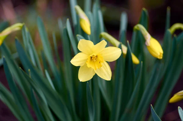 Primavera Marzo amarillo feliz narcisos — Foto de Stock