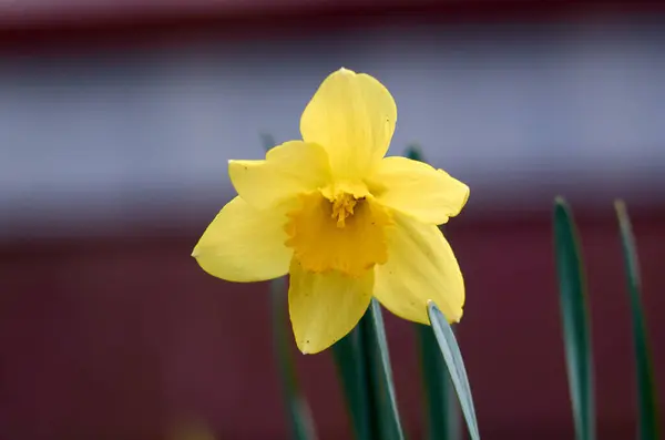 Narciso fresco de floración amarilla en abril — Foto de Stock