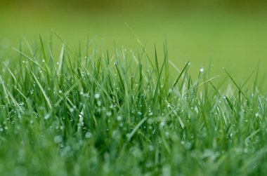 Nisan 'da yeşil çimlerin üzerindeki çiy damlaları