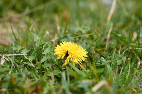 Foto Primera Flor Diente León Abril —  Fotos de Stock