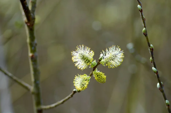 Mooie pussy willow bloemen takken — Stockfoto