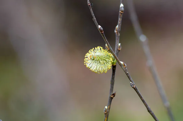 Wilgen takken met knoppen bloeien in het vroege voorjaar — Stockfoto