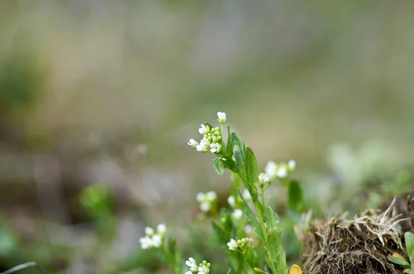 Foto de pequeñas flores blancas en primavera — Foto de Stock