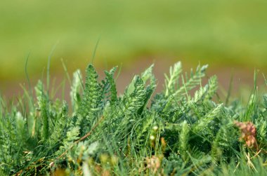 Nisanda taze yeşil bahar çimenleri. Güneş. Yumuşak Odaklanma. Soyut Doğa Arkaplanı