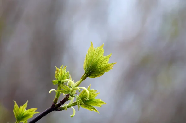 Ramo Árvore Com Botões Fundo Primavera — Fotografia de Stock