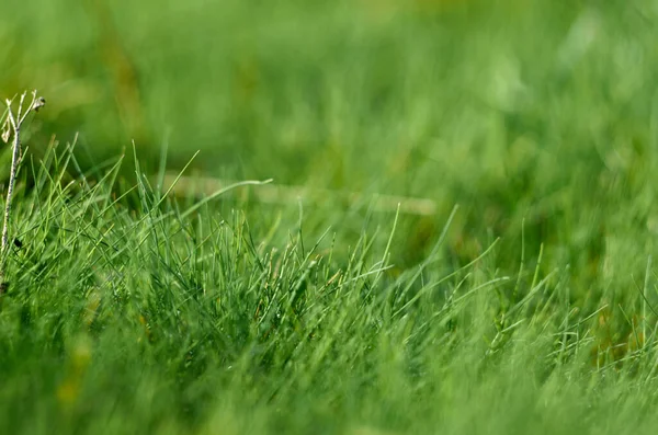 Фото Молодой Зеленой Травы Фон — стоковое фото