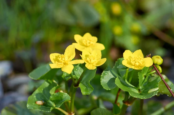 Цвітіння Болота Чорнобривці Навесні Квітня — стокове фото