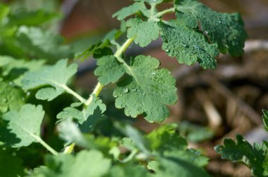 Celandine yaprakları. Baharda genç yeşil bitkiler.