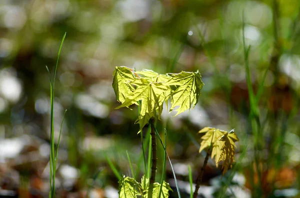 Kleine Jonge Esdoorn Boom Zonlicht April — Stockfoto