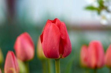 Mayısta kırmızı lalelerin fotoğrafı. Mavi arkaplan