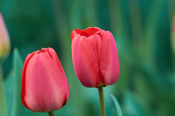 stock image Photo of two red tulips on blured background