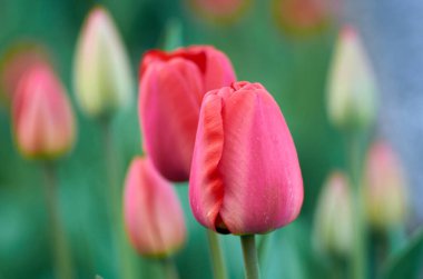 Bulanık lalelerin bahar arka planında iki lale çiçeği açar.