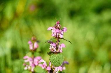 Isırgan otunun yemyeşil arka planda çiçek açması. Isırgan otları ilaçlarda, folklor tedavilerinde, yemek pişirmede ve lif üretiminde kullanılır..