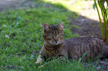 Şirin kedi bahçede rahatlıyor.