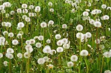 Karahindiba tohumlarının fotoğrafı - çayırda bahar zamanı