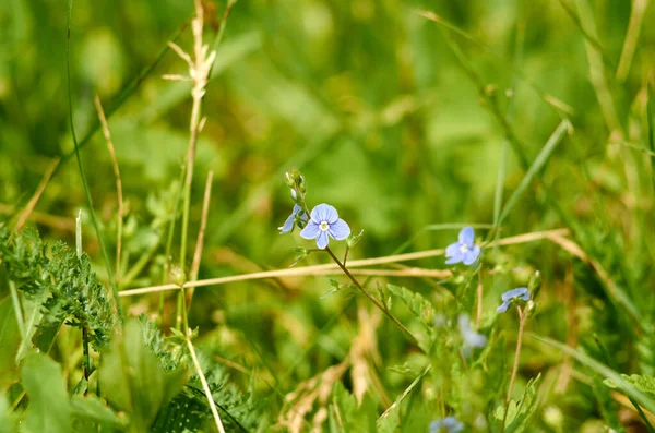 Foto Una Flor Violeta Prado Junio — Foto de Stock