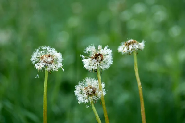 Four white fluffy dandelions on a blured background — Stock Photo, Image