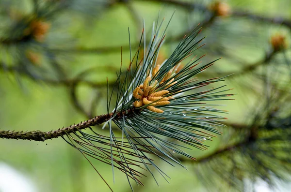 Yellow pine cones from coniferous tree at spring time — Stock Photo, Image