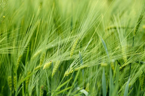 Gröna korn spikelets på en sommardag — Stockfoto