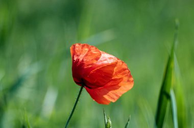 Ukrayna 'da bahar veya yaz aylarında parlak kırmızı gelincik