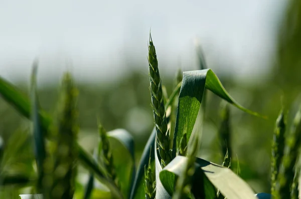 Groene Spikelet Van Tarwe Het Veld Juni — Stockfoto