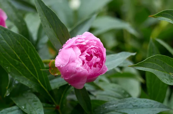 Foto de pequeno peão rosa após a chuva — Fotografia de Stock