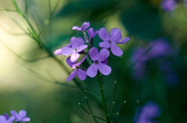 Blooming sweet rocket flowers, Hesperis matronalis