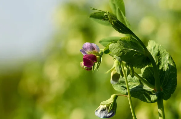 Blooming green peas. Purple pea flower close up — ストック写真