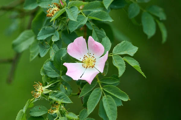 Flor rosa florescente de rosa-quadril — Fotografia de Stock