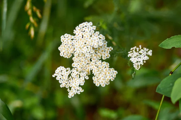 Λευκά λουλούδια που ανθίζουν τον Ιούνιο — Φωτογραφία Αρχείου