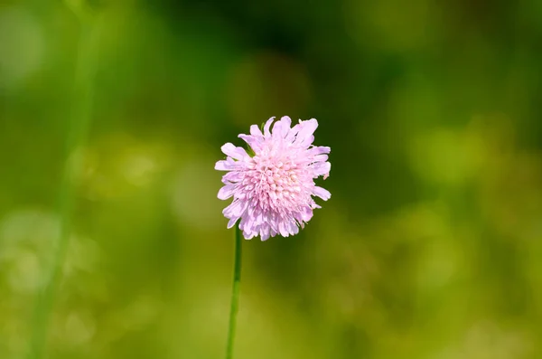 Roze ui bloem op wazige achtergrond — Stockfoto