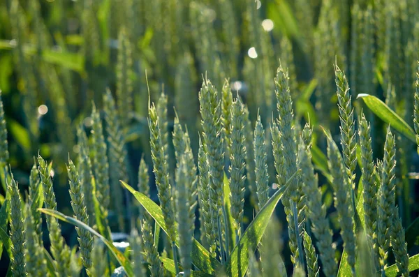 Зеленая Пшеница Поле Июне Украина — стоковое фото