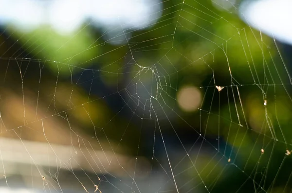 Spinnenweb of spinnenweb in de ochtend tegen groen — Stockfoto