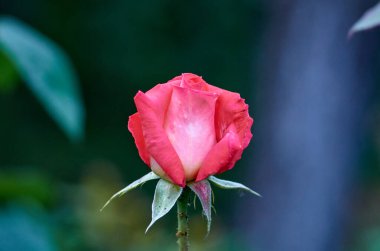 Bulanık arkaplanda küçük kırmızı bir gül resmi