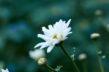 Yaz çayırında papatya tohumu açıyor. Bulanık arkaplan.