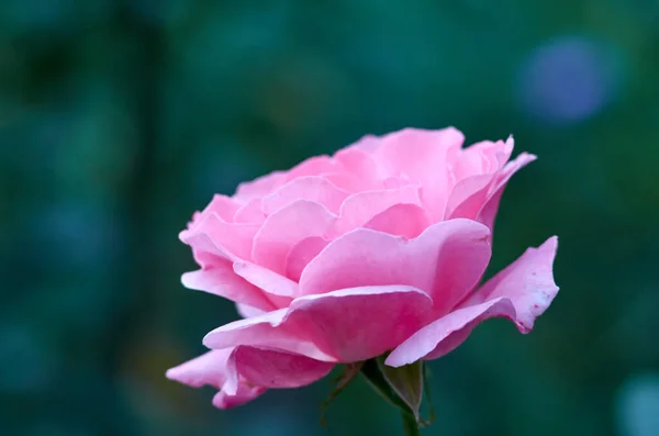 Φωτογραφία Από Ροζ Ανθισμένο Τριαντάφυλλο Θολή Φόντο — Φωτογραφία Αρχείου
