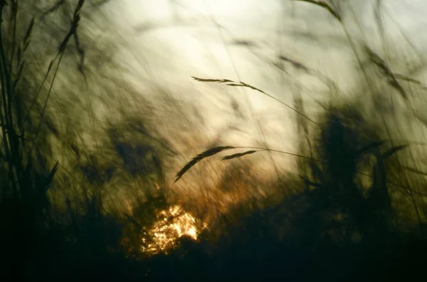 Мягкий Акцент Траве Вечерний Закат Солнца — стоковое фото
