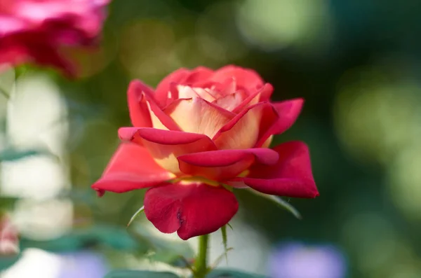Κόκκινο Λευκό Τριαντάφυλλο Θολή Φόντο Τον Ιούλιο — Φωτογραφία Αρχείου