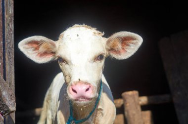 Beyaz şapşal kameraya bakıyor..