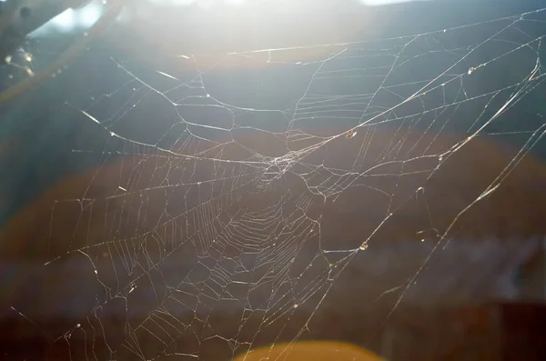 Web van een spin tegen zonsopgang — Stockfoto