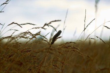 Bulutlu bir gökyüzüne karşı kuru çimenler.