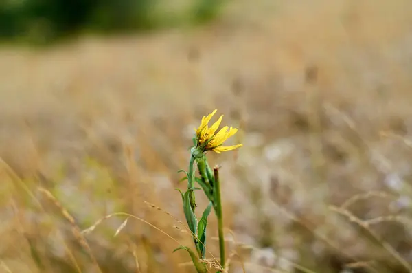 Une fleur jaune parmi l'herbe sèche — Photo