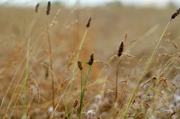 Фотография сухой травы — стоковое фото