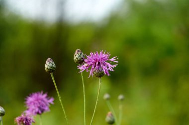 Aster ailesinden Cornflower Dağı. İnce mor yapraklar ve pembe çiçek çekirdeği.