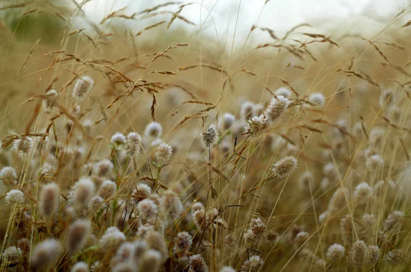 Gedroogde veld en gras natuur achtergrond, warme toon — Stockfoto