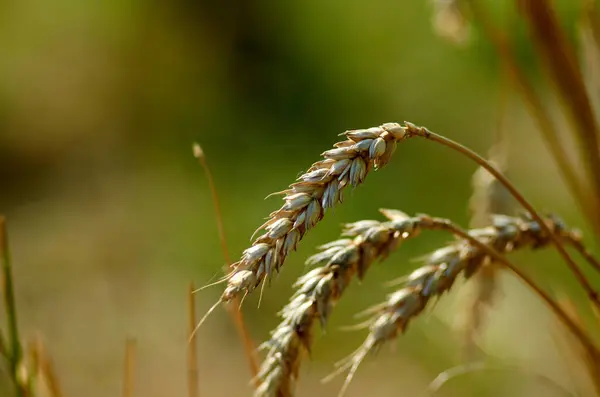 Three ripe spikelets of wheat — Stockfoto