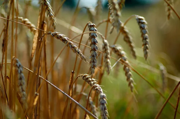 Ripe ears of wheat at the end of July. — Stockfoto