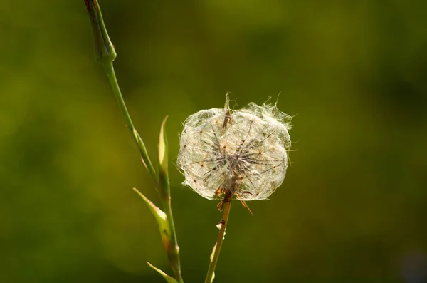 Día Soleado Diente León Cubierto Con Telarañas Julio — Foto de Stock