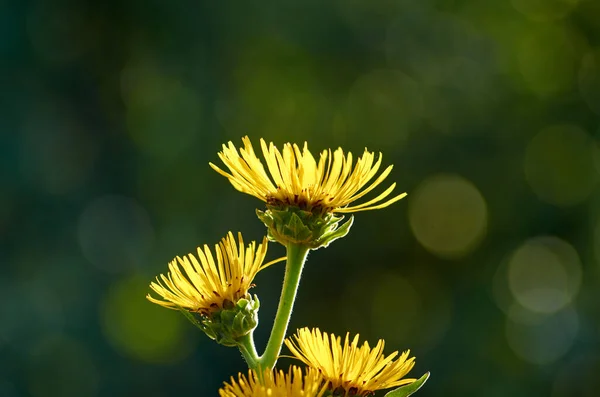 Fleurs Élecampanes Sur Fond Flou — Photo